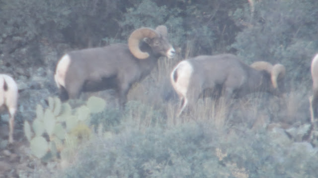 Rocky+Mountain+Bighorn+Sheep+Heavy+Boy+Ram+with+Jay+Scott+Outdoors+Arizona+Unit+6A+8.JPG