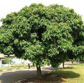 mango tree wood