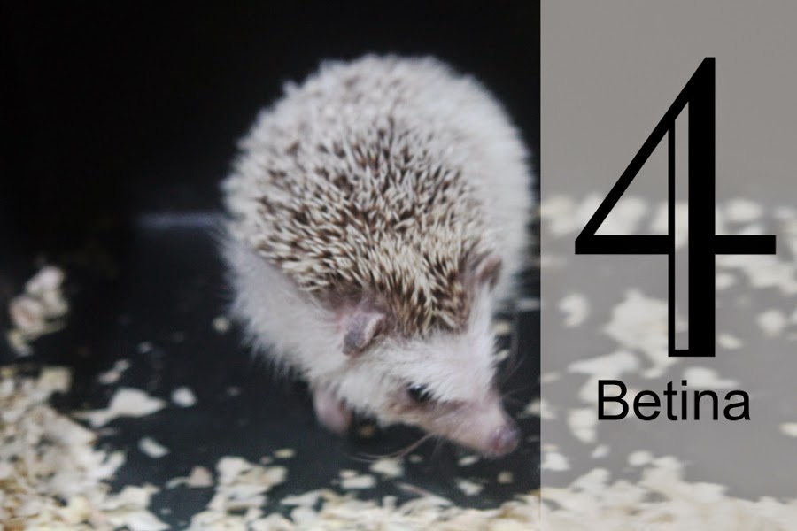 Landak mini atau Hedgehog. Landak mini paling lucu sedunia