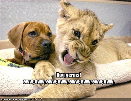 Who Got More Germs Cat Or Dog Who Got More Germs Cat Or Dog