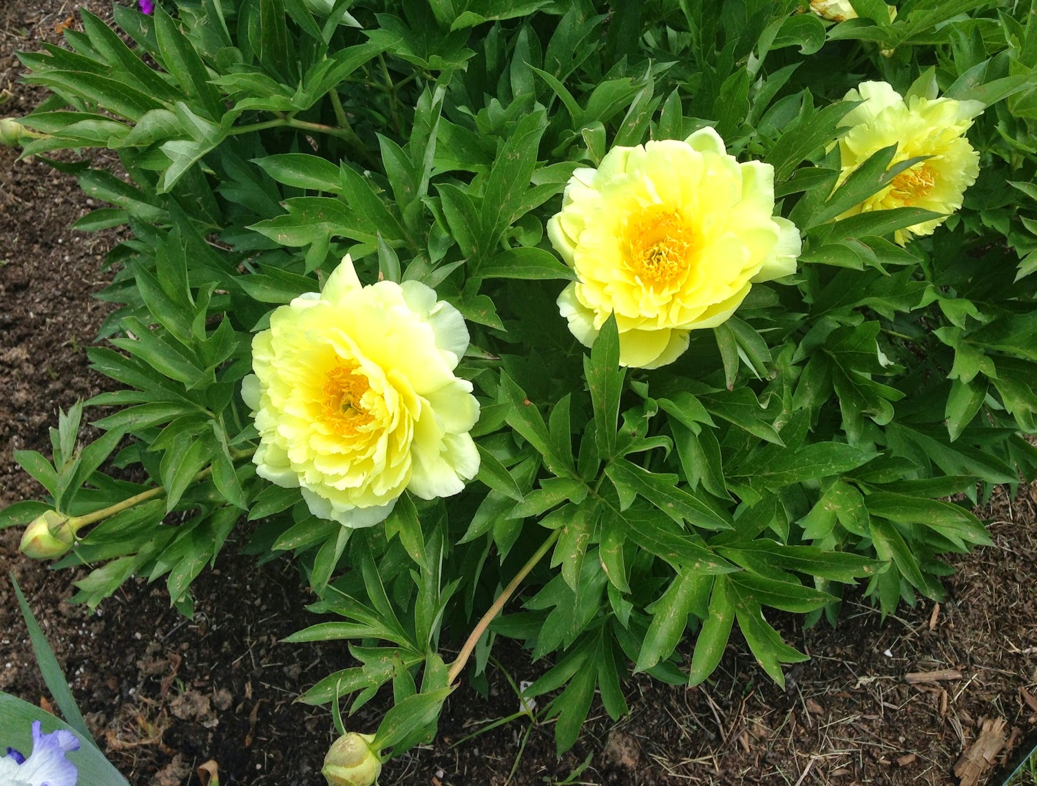 Creating Interest: Still Life with Peonies