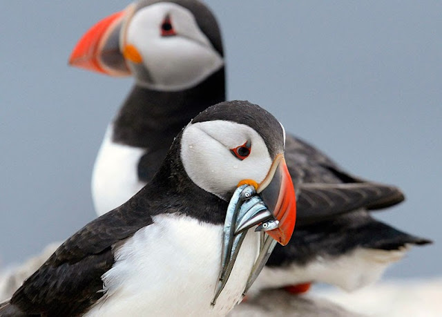 Observando a las aves en los acantilados de Latrabjarg, Islandia