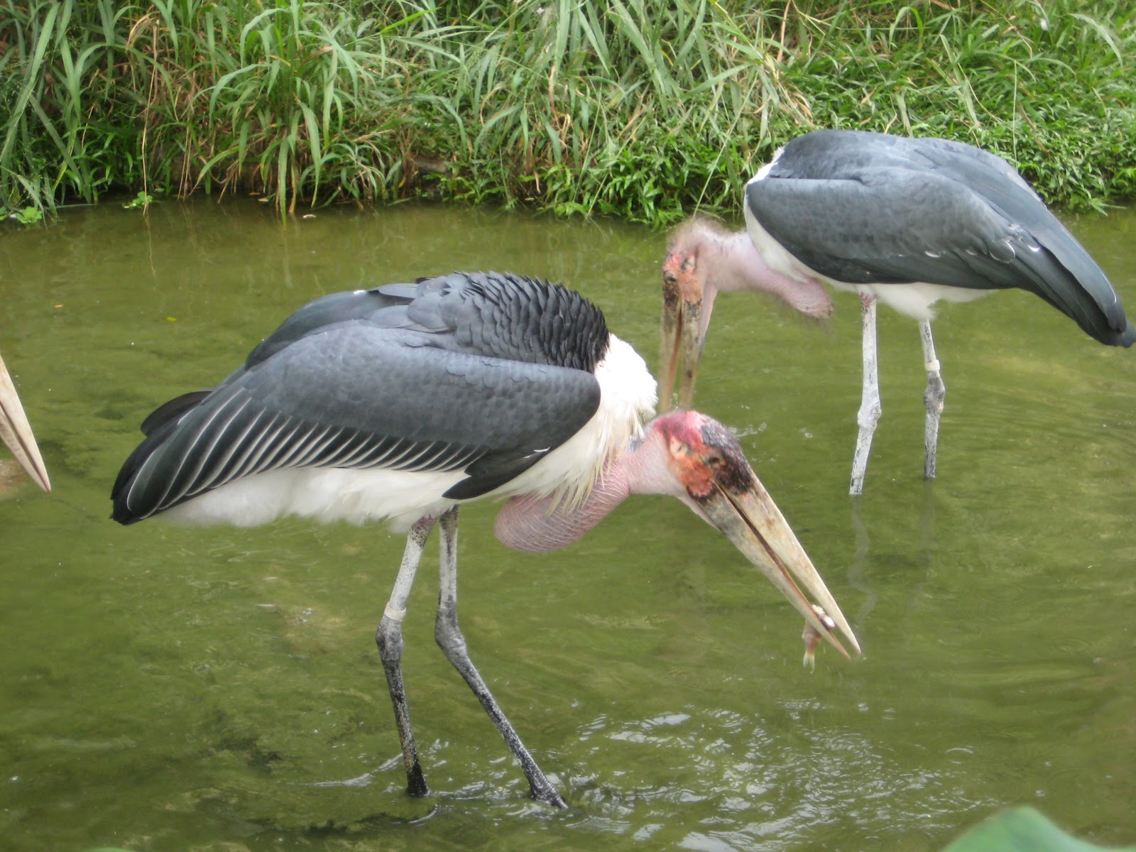 Wild life: crane images | wild birds