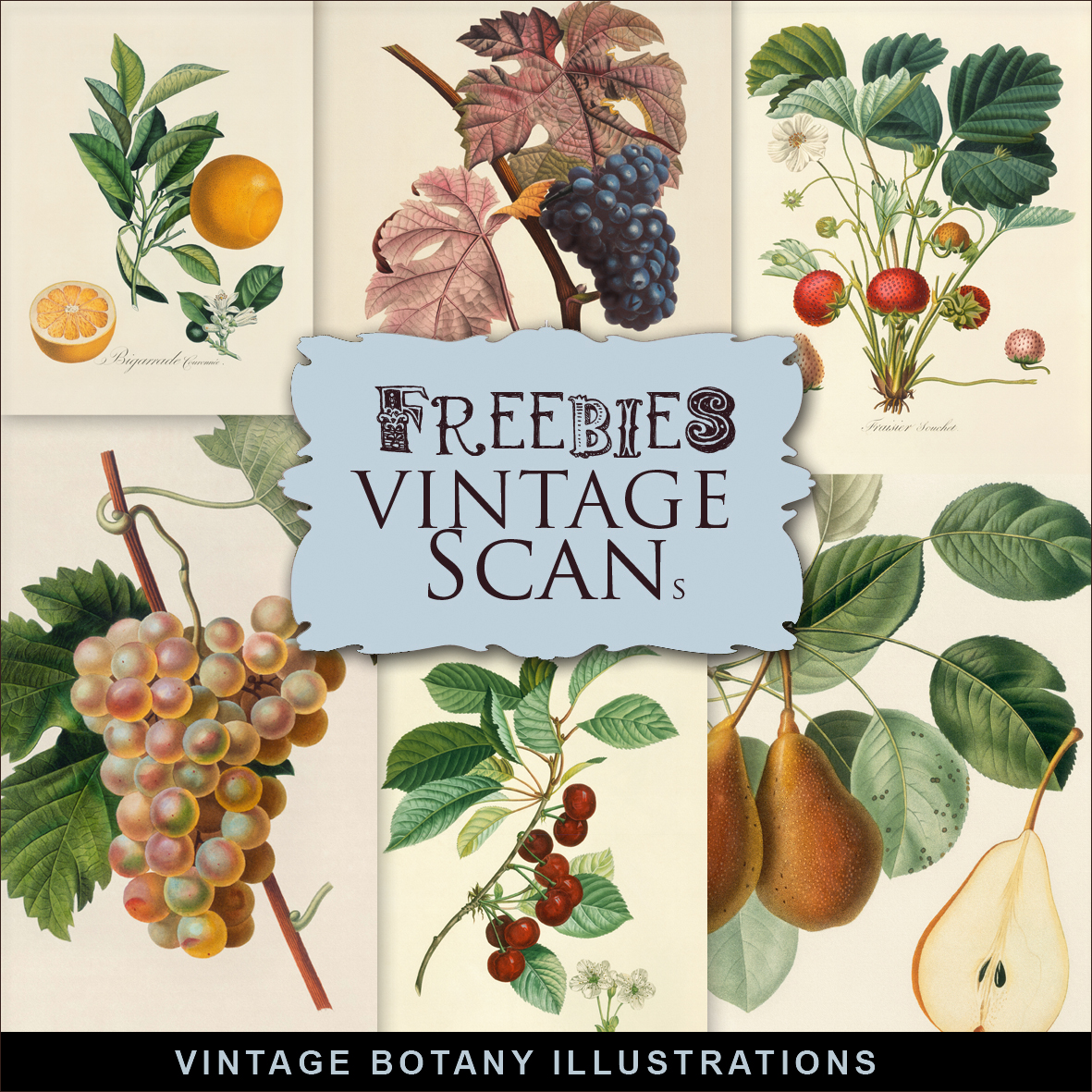 Freebies Kit of Vintage Botany IllustrationsFar Far Hill Free