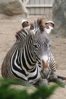 Brown Stripped Zebra