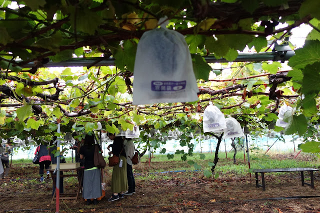 Japanese kyoho grapes tochigi ichigono sato japan