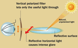 แว่นตาโพลาไรซ์ (Polarized)