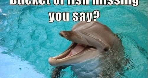 Punching Swans: Dolphins