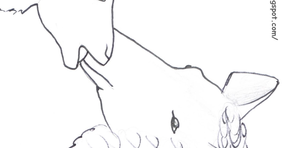 Ray-Chill's World: Sheep ~ Coloring Page ~ By Rachel L.