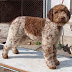 O σκύλος Lagotto Romagnolo...