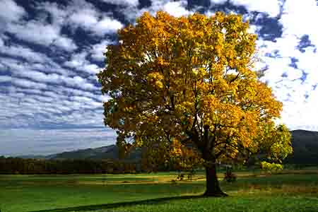a maple tree