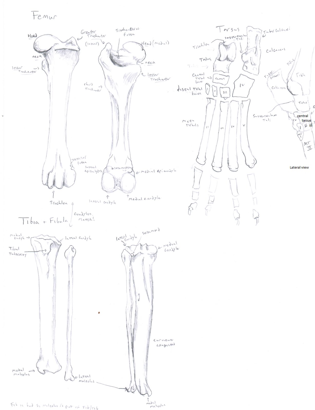 Chuck Does Art: Canine Osteology: Forelimb, Hindlimb, and Pelvic Bones