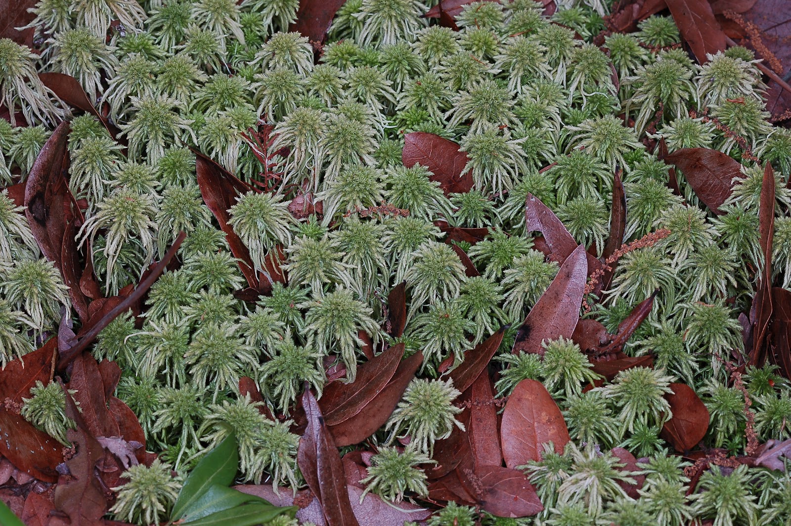 Growing Sphagnum Moss r/SavageGarden