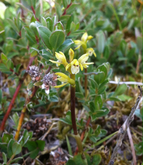 Coralroot Orchid - Sandscale Haws, Cumbria