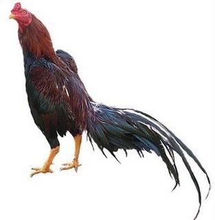 Tips Merawat Ayam Siam Jago Tanding Koleksi Tips Merawat Ayam Siam Jago Tanding Koleksi