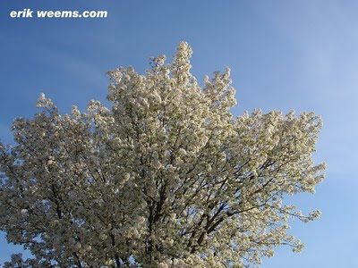 Chesterfield White Blossomed Tree