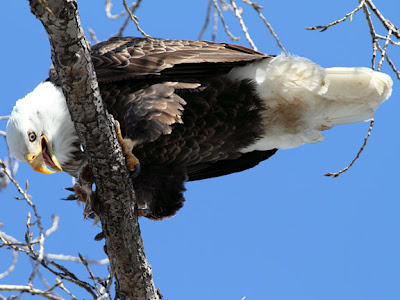 bald eagle eating a fish
