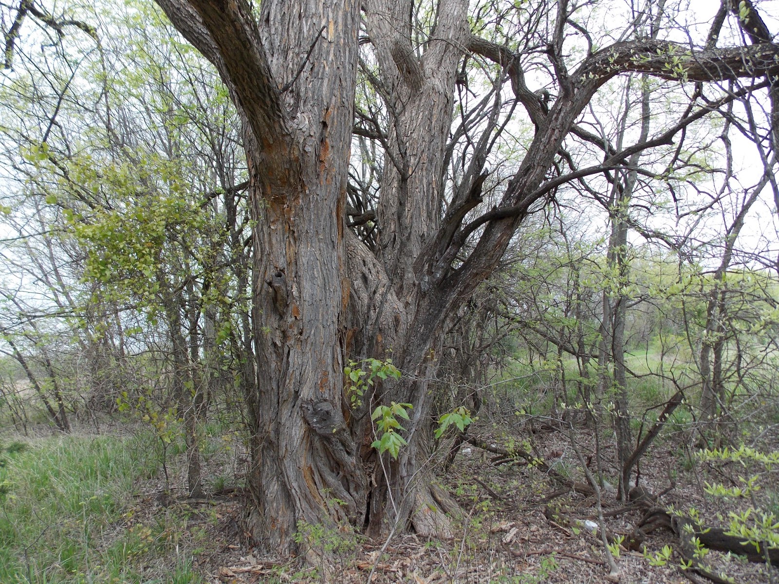 Bois d'arc Branches 'The Seven Bois D'Arcs'
