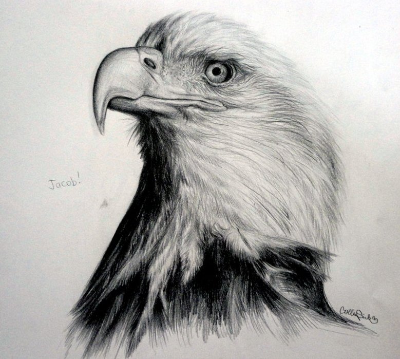 Dibujos realista a lápiz Callie Fink resubido