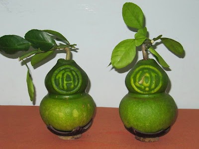 [Image: Buoi-Ho-Lo-Tai-Loc.jpg]