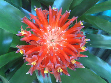 Flower Mandala from my garden