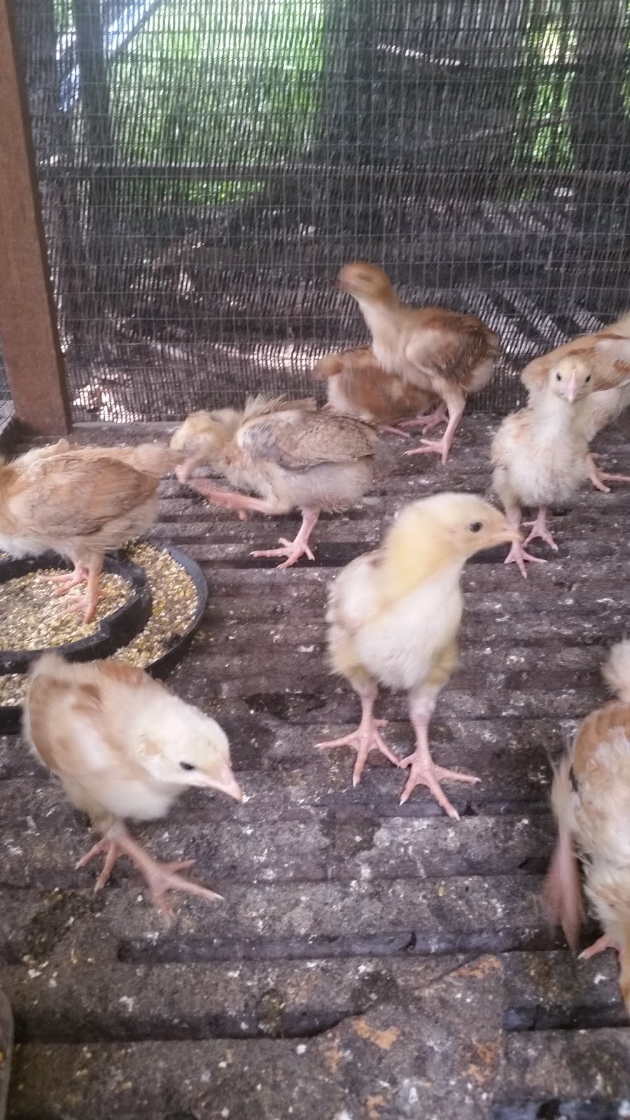 Warisan Petani Ternakan Ayam 1