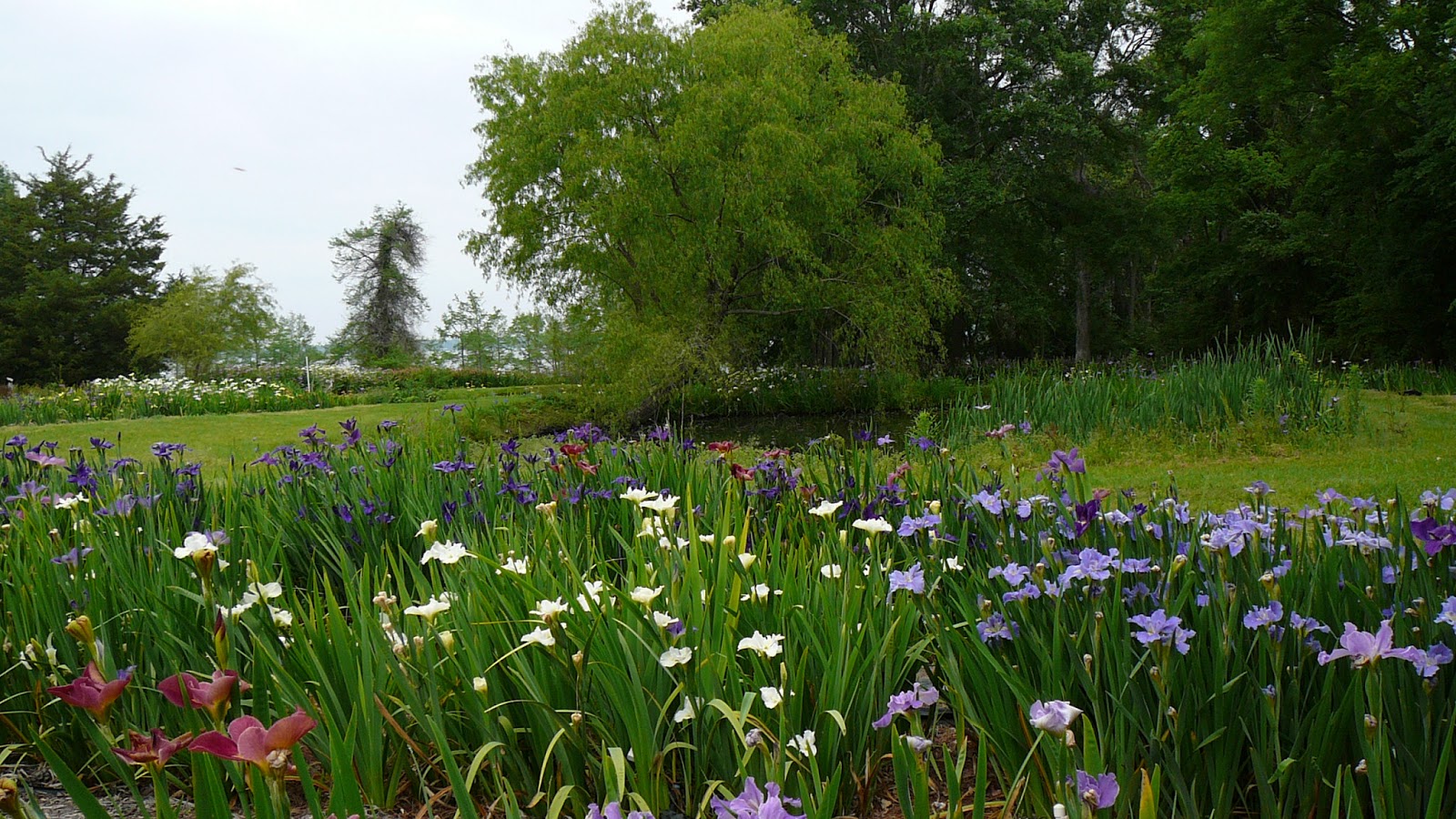 World of Irises Louisiana Iris Bloom Season on Caddo Lake