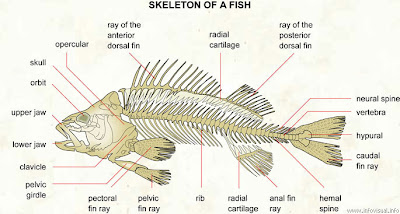 Animal Structure (Struktur Hewan) 034+skeleton+of+a+fish