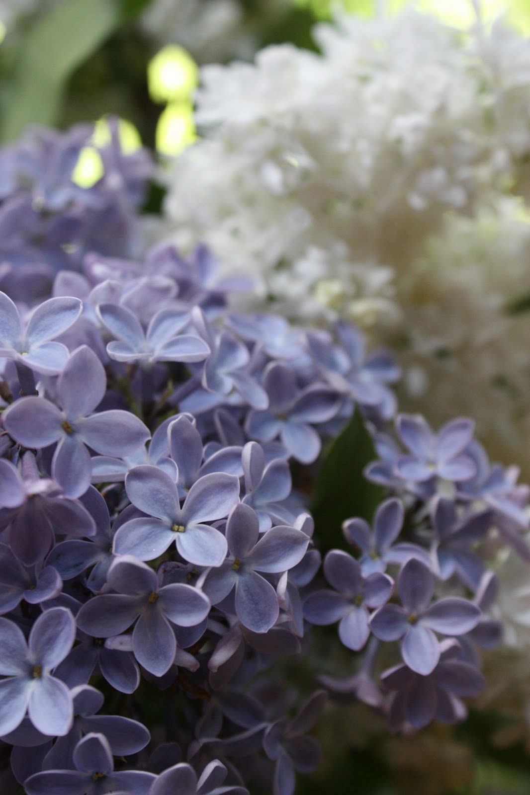 lilacs smell like pee | Thespunmonkey's Blog