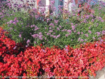 вербена, Verbena bonariensis, бегония, красная, вечноцветущая, Begonia semperflorens, , торговый центр, Рига