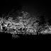 夜桜の輝き＠小倉城