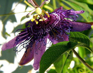 Download The Herb Gardener How To Make Passion Flower Tea For Free Get Wallpaper The Herb Gardener How To Make Passion Flower Tea HD