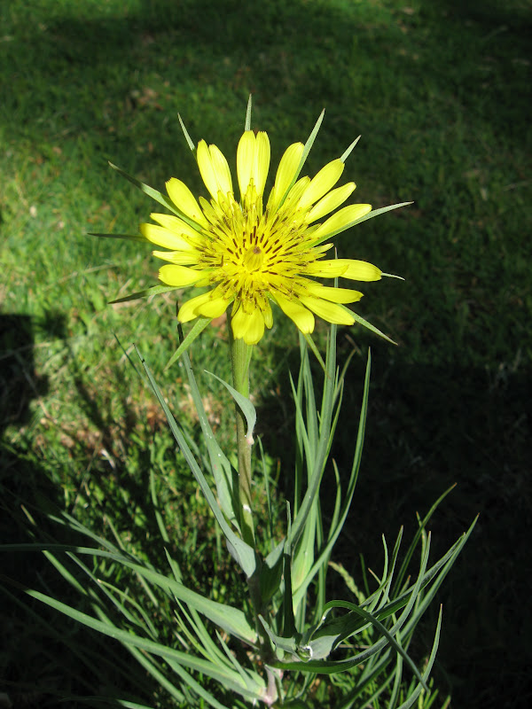 Survival in the Wasteland Oyster Roots