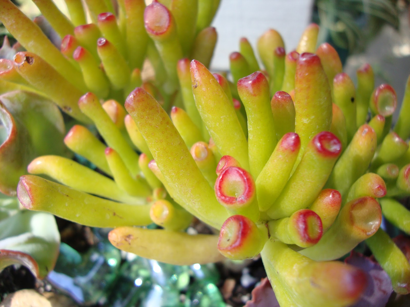 Stitch Glitch New coral reef succulent display and a