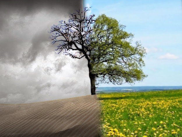 O que as árvores nos ensinam sobre vida, morte e ressurreição