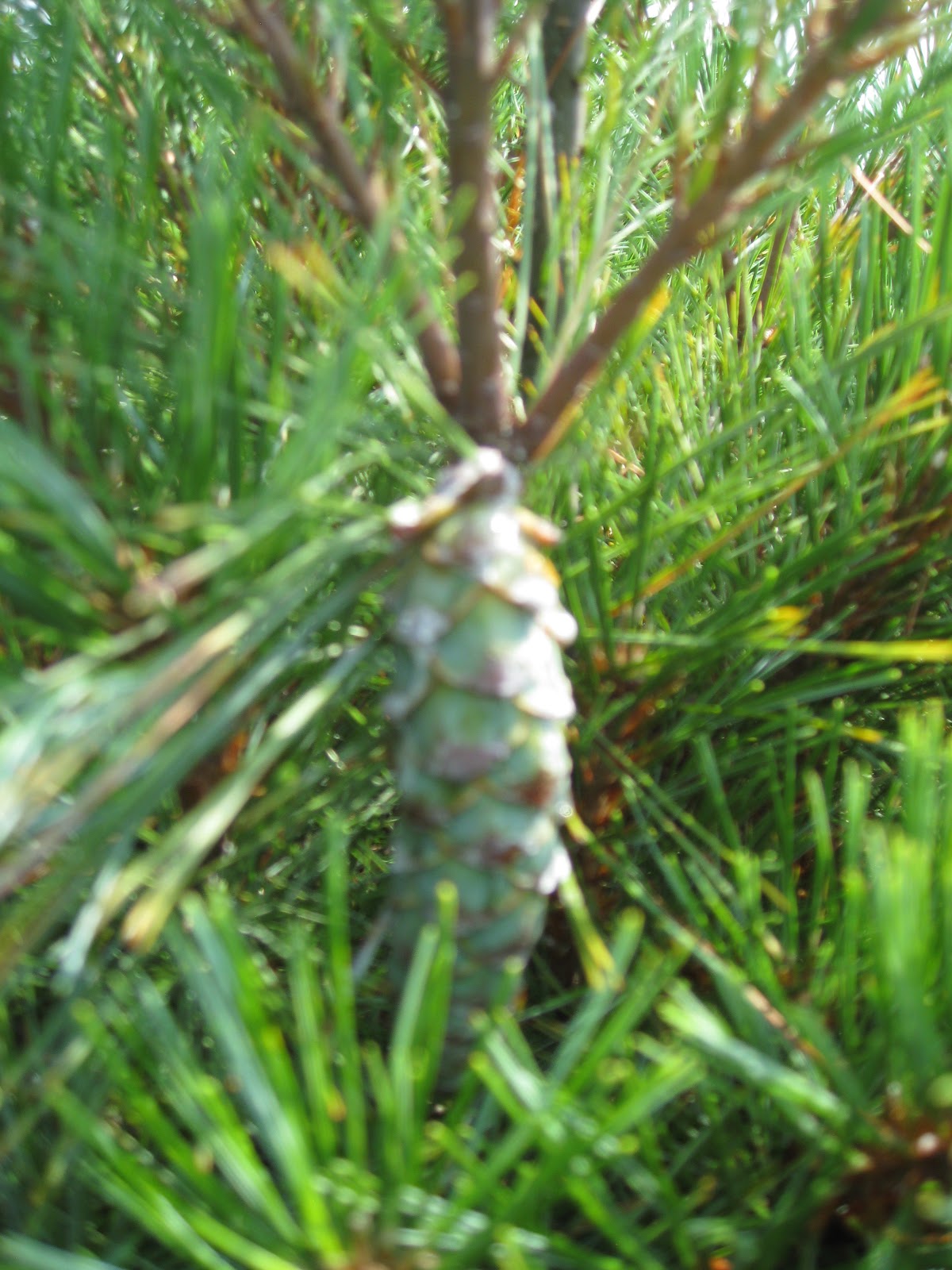 WHS AP Bio 2012 Bernieri Sporophyte/Gametophyte