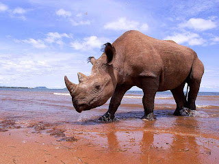 Rhino wild photography 