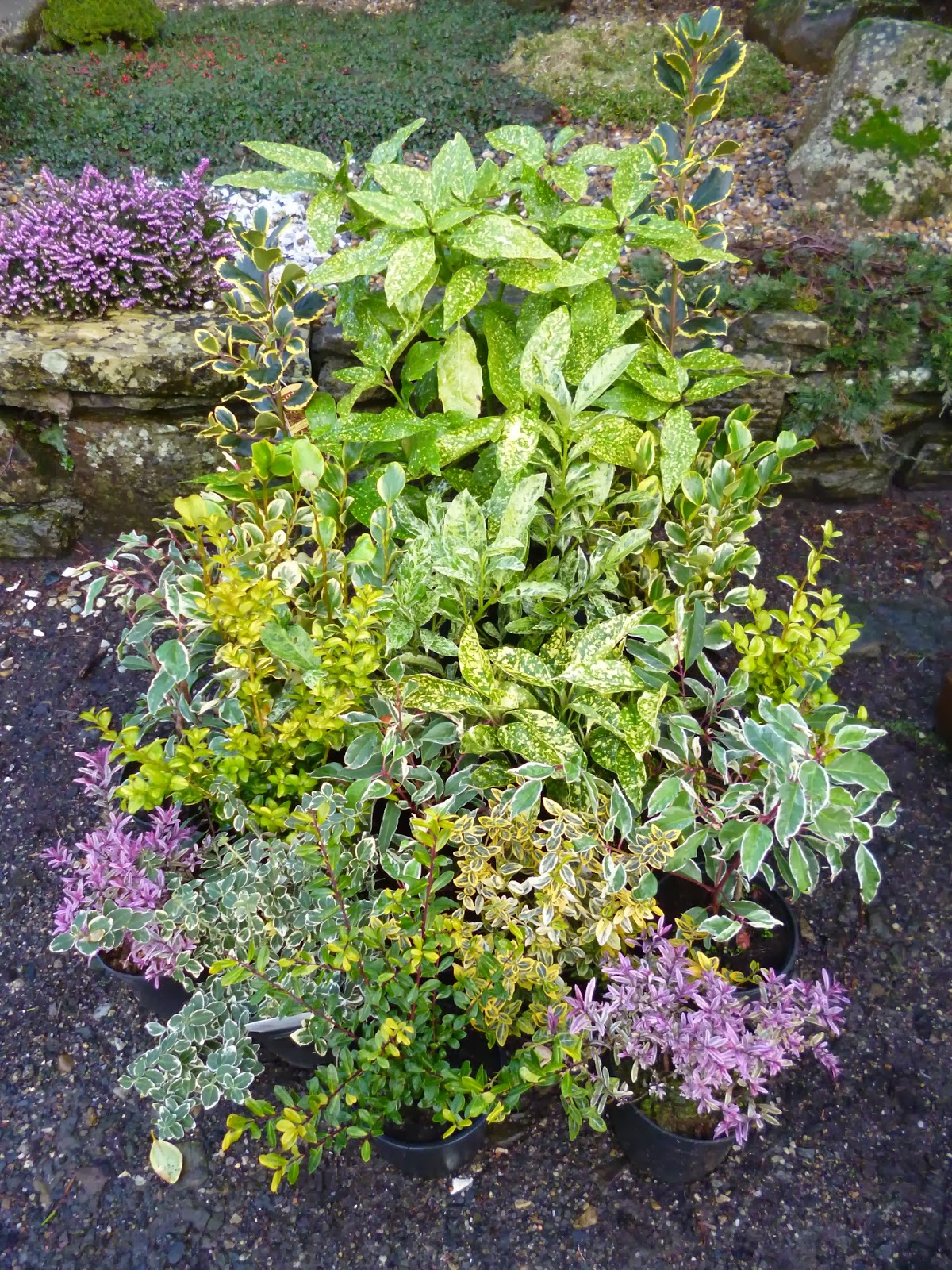 Bloomingwriter Gardening In Nova Scotia Catching Up With Some