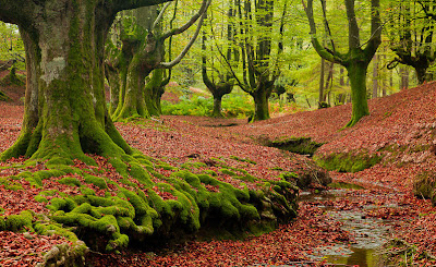 Magic forest - Bosque mágico (4 photos)