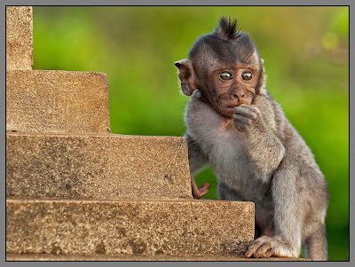 Fotografías de changos, monos, simios y primates
