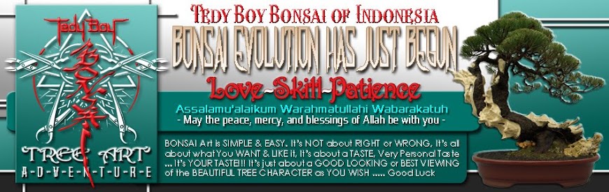 bonsai jakarta tedy boy indonesia bali bandung medan bonsai