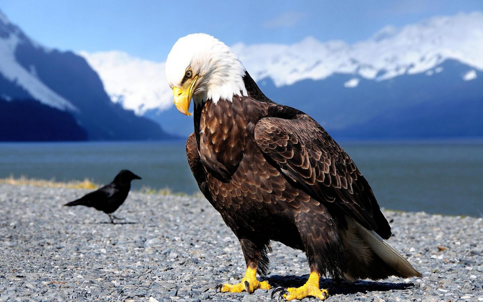 Fabulous And Amazing Eagle Wallpapers in HD - For More Wallpapers Just