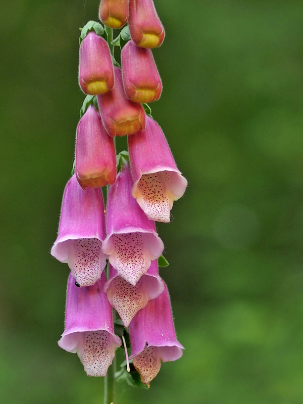 Digitalis purpurea