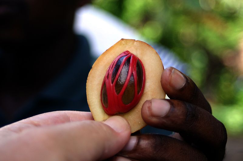 Nutmeg Seed