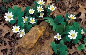 الجذر الدموي Bloodroot