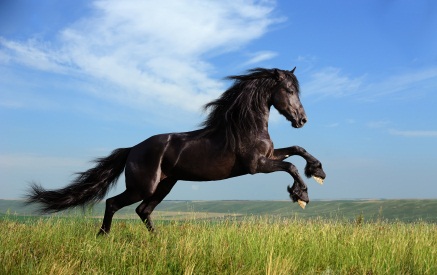 Horse Symbolism