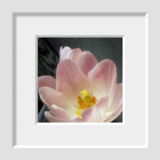 a spring floral photo of a blushing pink tulip with morning sun lighting up the delicate petals