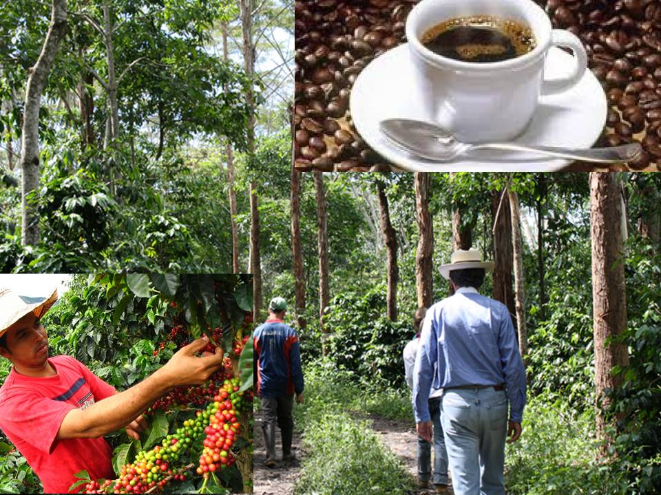 CAFES ESPECIALES DE COLOMBIA