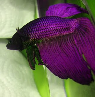 Purple-Betta-Fish.jpg