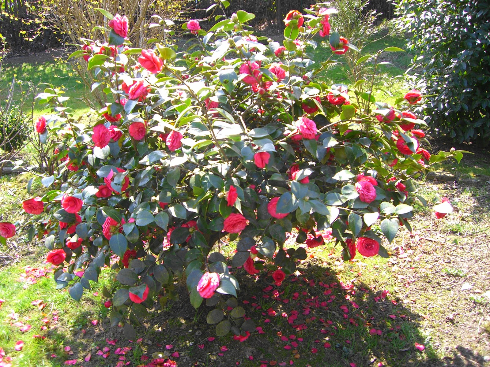 Roses Du Jardin Cheneland Hydrangea Paniculata Vanille Fraise